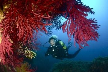 Alquiler vacaciones Submarinisme a les Illes Medes 